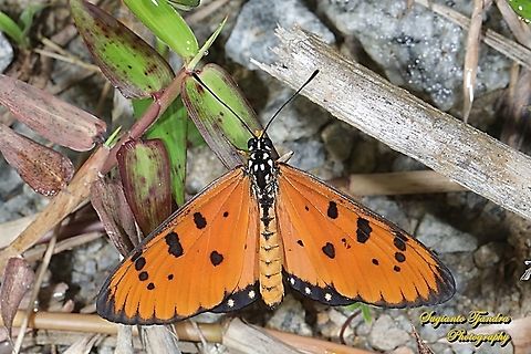 Tawny Coster Butterfly, Acraea terpsicore - "upperside"  Acraea terpsicore,Geotagged,Indonesia,Tawny coster,Winter