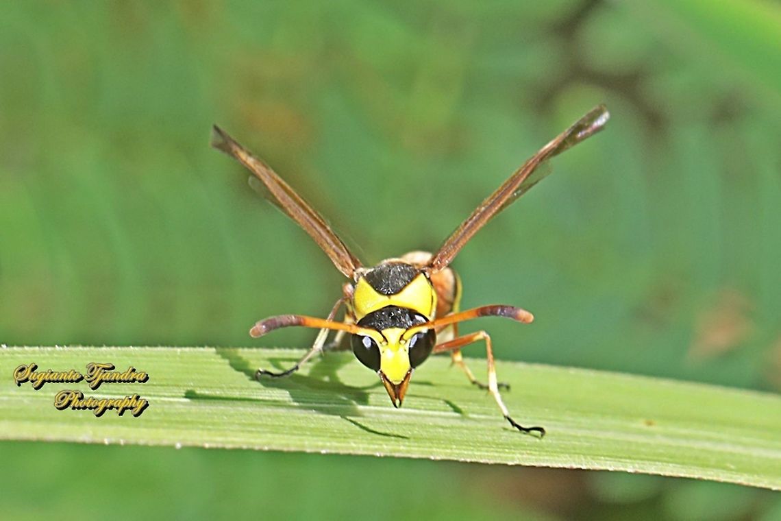 Yellow potter wasp, Delta pyriforme, family Vespidae  Delta pyriforme,Geotagged,Indonesia,Winter