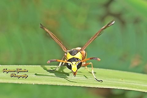 Yellow potter wasp, Delta pyriforme, family Vespidae  Delta pyriforme,Geotagged,Indonesia,Winter