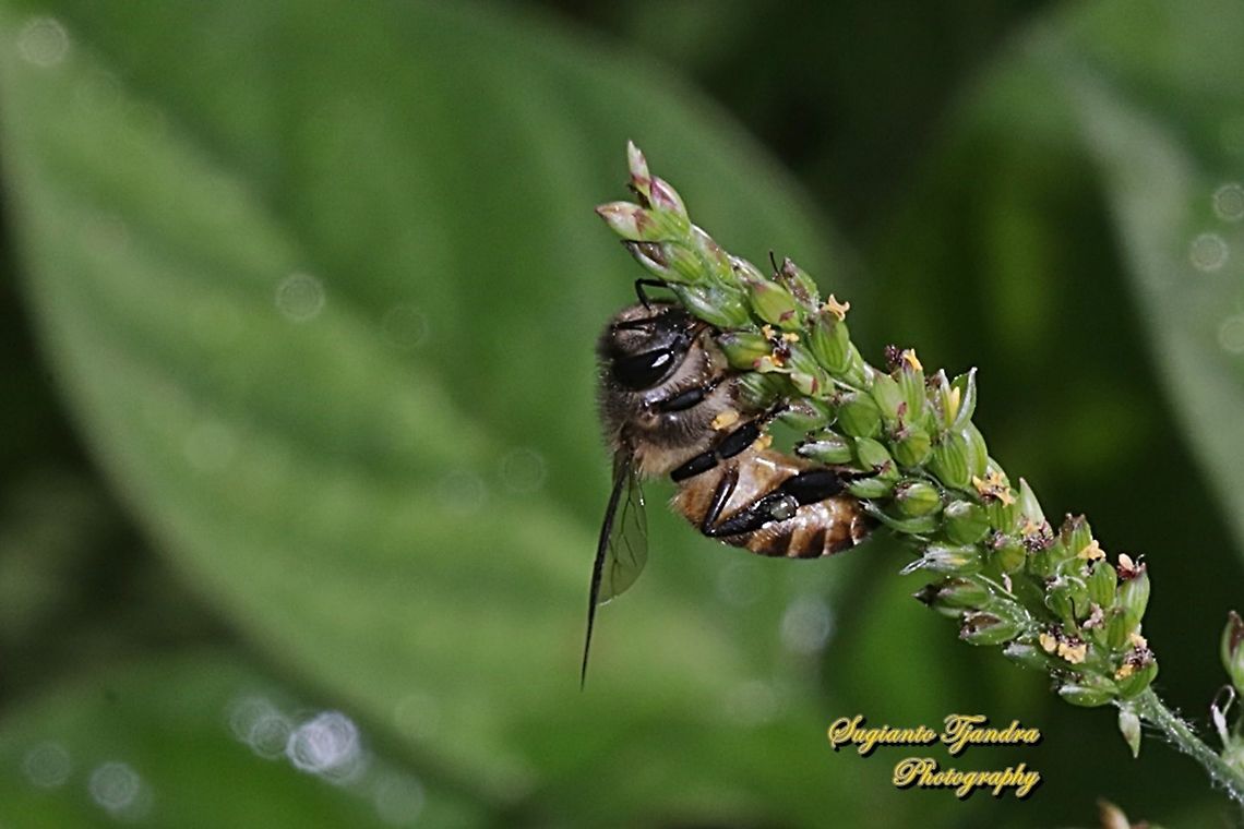 Asian Honey Bee, Apis cerana "sucking nectar on the grass flower"  Apis cerana,Eastern honey bee,Geotagged,Indonesia,Winter