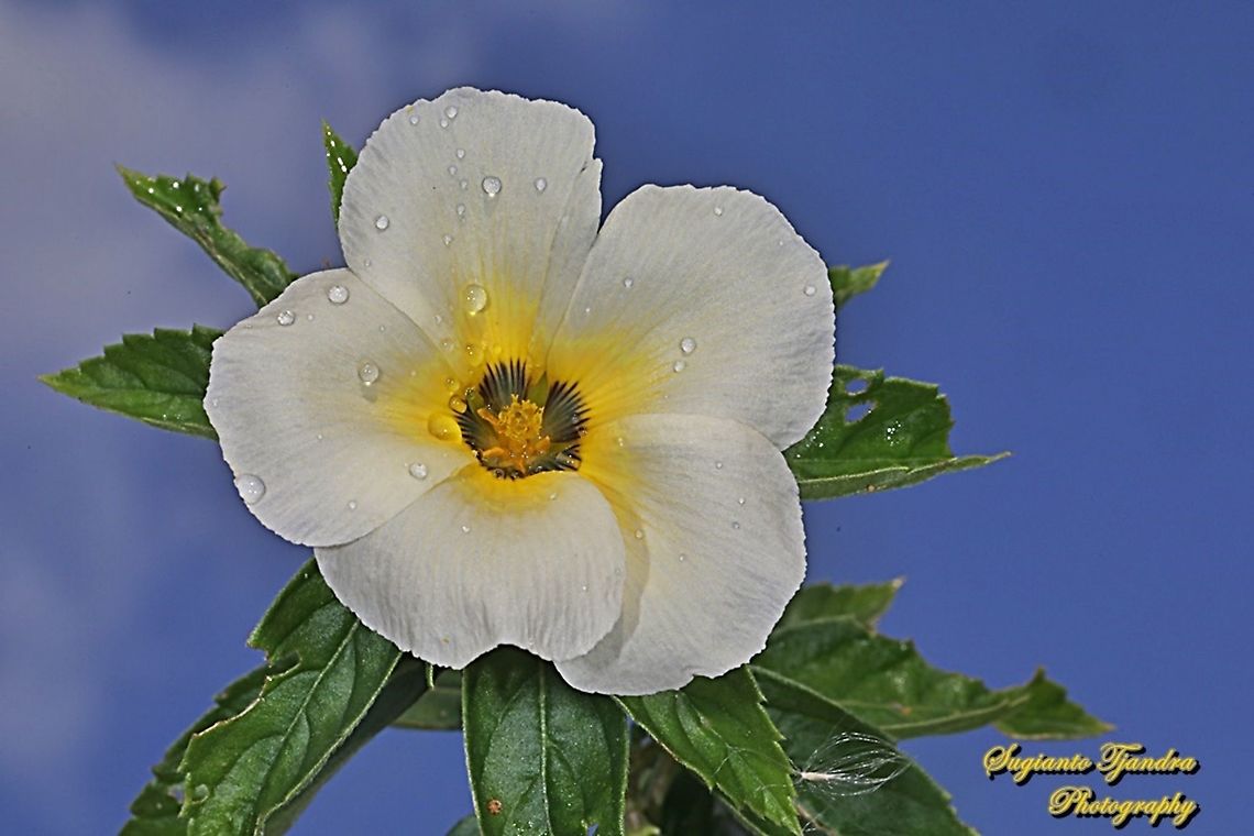White buttercup flower, Turnera subulata  Cuban Buttercup,Geotagged,Indonesia,Turnera subulata,Winter