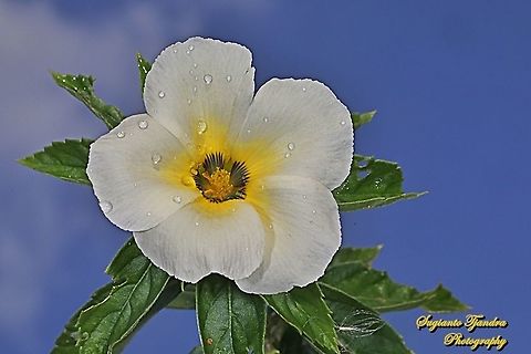 White buttercup flower, Turnera subulata  Cuban Buttercup,Geotagged,Indonesia,Turnera subulata,Winter