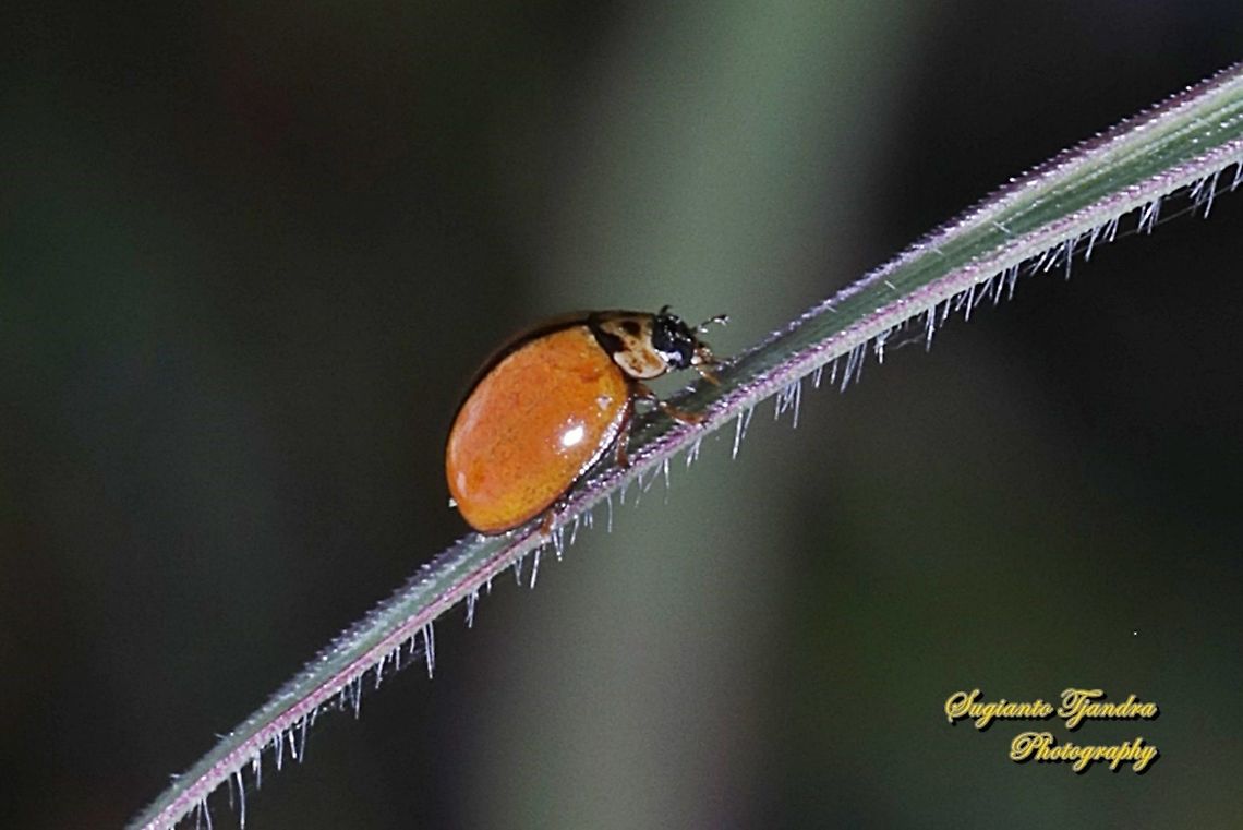 Lady Beetle, Coccinellidae  Geotagged,Indonesia,Winter