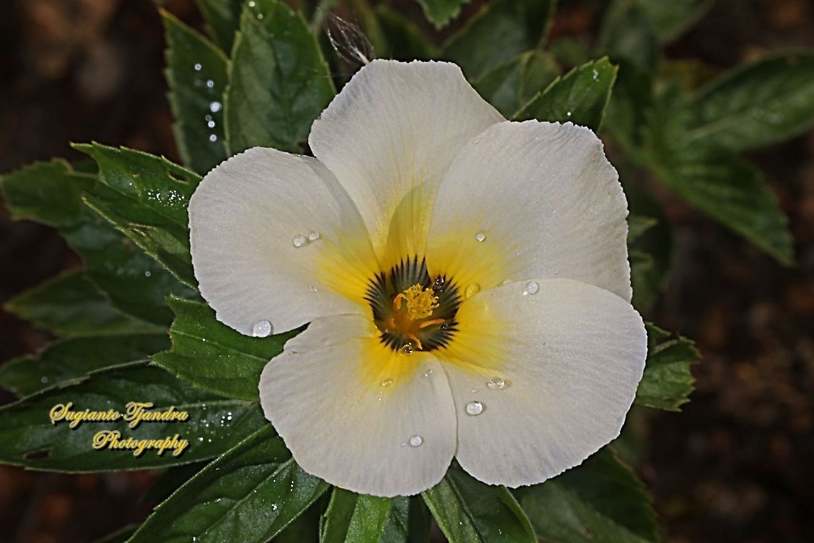 White buttercup flower, Turnera subulata  Cuban Buttercup,Geotagged,Indonesia,Turnera subulata,Winter
