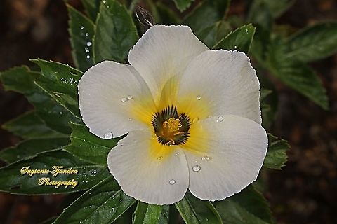 White buttercup flower, Turnera subulata  Cuban Buttercup,Geotagged,Indonesia,Turnera subulata,Winter