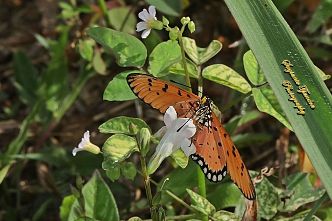 Tawny Coster Butterfly, Acraea terpsicore - "sucking nectar"  Acraea terpsicore,Geotagged,Indonesia,Tawny coster,Winter