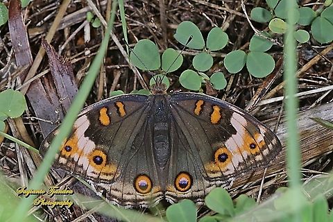 Blue Pansy Butterfly, Junonia orithya - female upperside  Geotagged,Indonesia,Junonia orithya,Winter