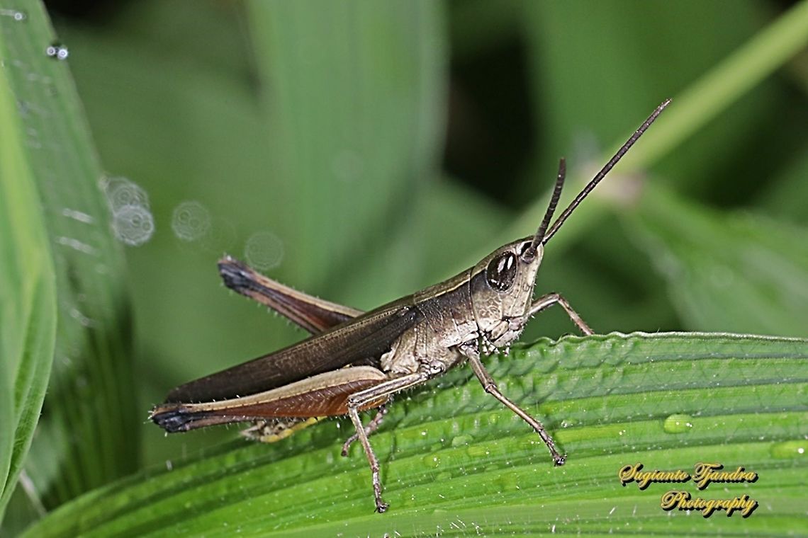 Phlaeoba Antennata Grasshopper, family Acrididae  Geotagged,Indonesia,Phlaeoba Antennata,Winter