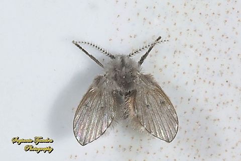 Bathroom Moth fly, Clogmia albipunctata, family Psychodidae  Bathroom Moth Fly,Clogmia albipunctata,Geotagged,Indonesia,Winter