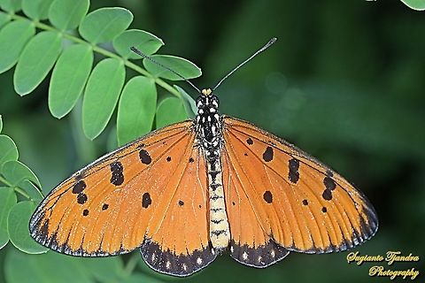 Tawny Coster Butterfly, Acraea terpsicore - "upperside"  Acraea terpsicore,Geotagged,Indonesia,Tawny coster,Winter