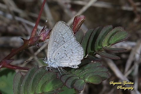Lesser Grass Blue, Zizina otis annetta.  Geotagged,Indonesia,Lesser grass blue,Winter,Zizina otis