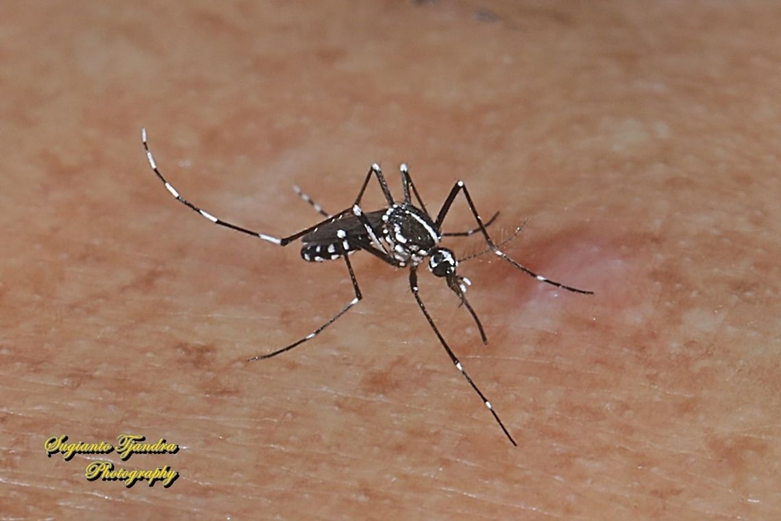 Mosquito - Asian tiger mosquito (Aedes albopictus) - "sucking my blood"  Aedes albopictus,Asian tiger mosquito,Geotagged,Indonesia,Winter