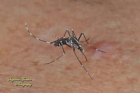 Mosquito - Asian tiger mosquito (Aedes albopictus) - "sucking my blood"  Aedes albopictus,Asian tiger mosquito,Geotagged,Indonesia,Winter