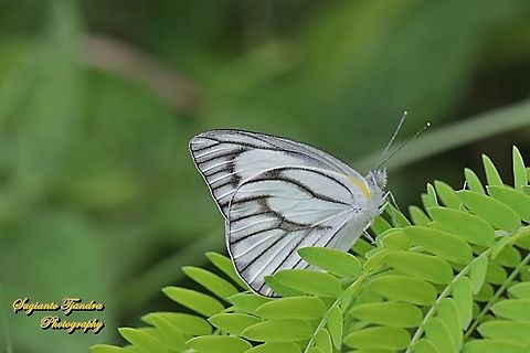 Striped Albatross Butterfly, Appias olferna olferna  Appias olferna,Eastern striped albatross,Geotagged,Indonesia,Winter