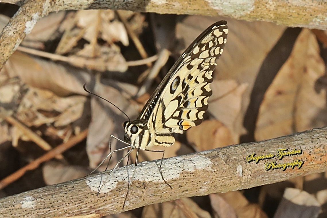 Common Lime butterfly (Papilio demoleus)  Geotagged,Indonesia,Lime Swallowtail,Papilio demoleus,Spring