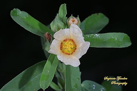 Arrowleaf Sida flower, Sida rhombifolia (???)  Geotagged,Indonesia,Winter