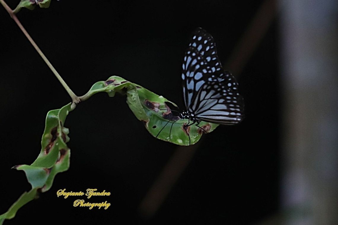 Blue Glassy Tiger Butterfly, Ideopsis vulgaris  Blue Glassy Tiger,Geotagged,Ideopsis vulgaris,Indonesia,Spring