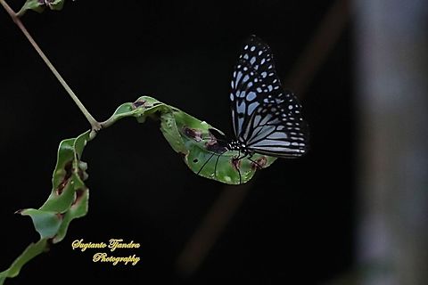 Blue Glassy Tiger Butterfly, Ideopsis vulgaris  Blue Glassy Tiger,Geotagged,Ideopsis vulgaris,Indonesia,Spring