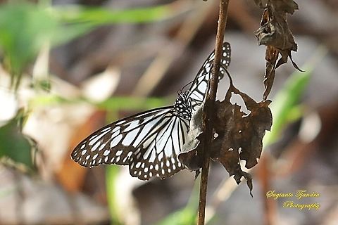 Blue Glassy Tiger Butterfly, Ideopsis vulgaris  Blue Glassy Tiger,Geotagged,Ideopsis vulgaris,Indonesia,Spring