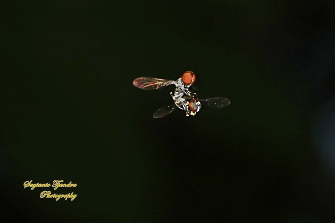 Hoverfly, family Syrphidae "flying & mating"  Geotagged,Indonesia,Spring