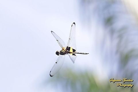 The yellow-striped flutterer dragonfly (Rhyothemis phyllis)  Geotagged,Indonesia,Rhyothemis phyllis,Spring,Yellow-striped Flutterer