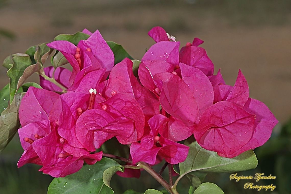Paperflower, Bougainvillea glabra  Bougainvillea glabra,Geotagged,Indonesia,Lesser bougainvillea,Winter