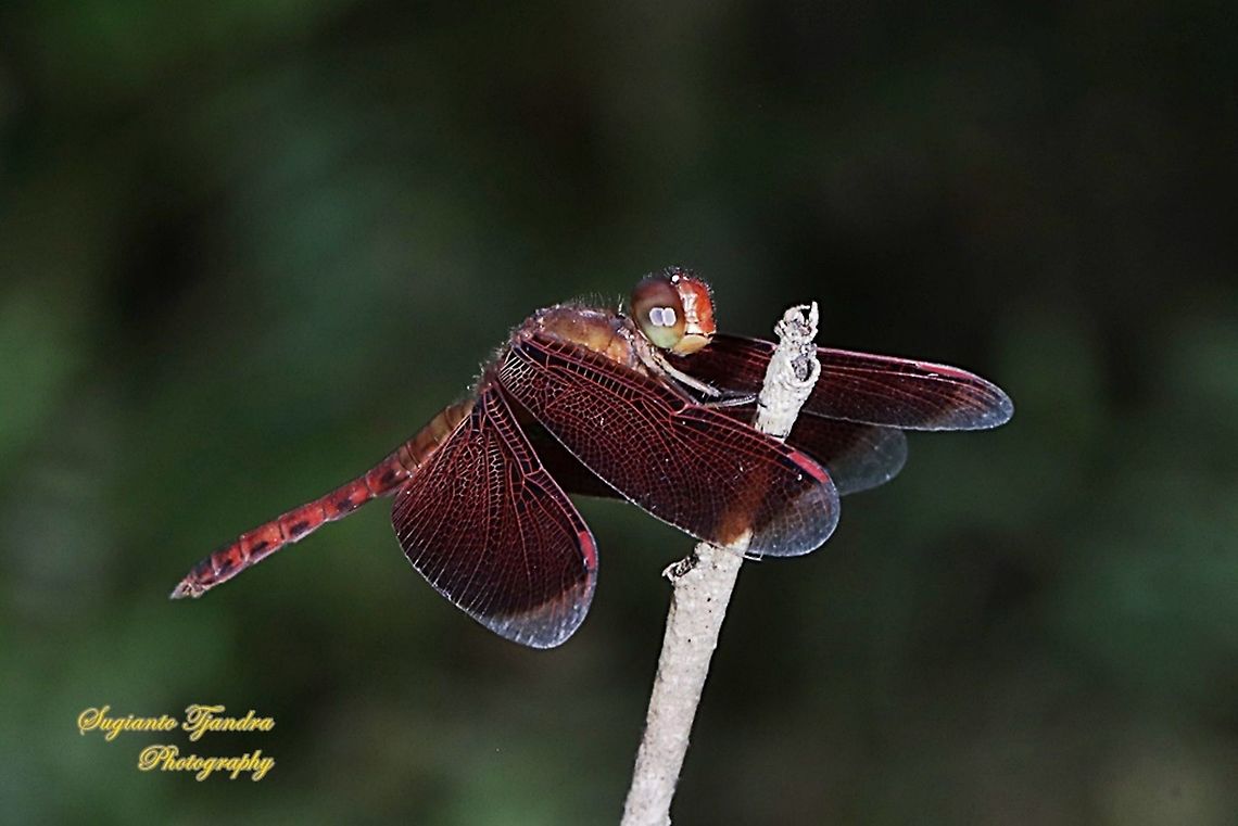 Red Grasshawk Dragonfly, Neurothemis fluctuans  Geotagged,Indonesia,Neurothemis fluctuans,Red Grasshawk,Spring