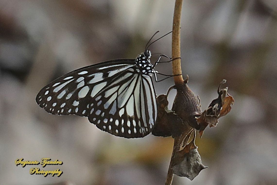 Blue Glassy Tiger Butterfly, Ideopsis vulgaris  Blue Glassy Tiger,Geotagged,Ideopsis vulgaris,Indonesia,Spring