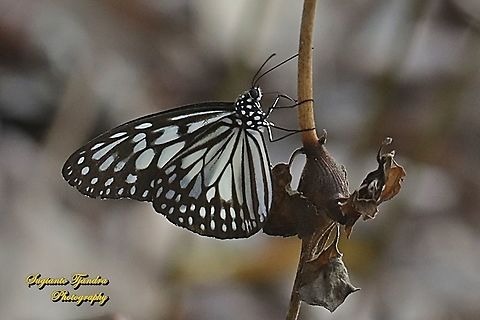 Blue Glassy Tiger Butterfly, Ideopsis vulgaris  Blue Glassy Tiger,Geotagged,Ideopsis vulgaris,Indonesia,Spring