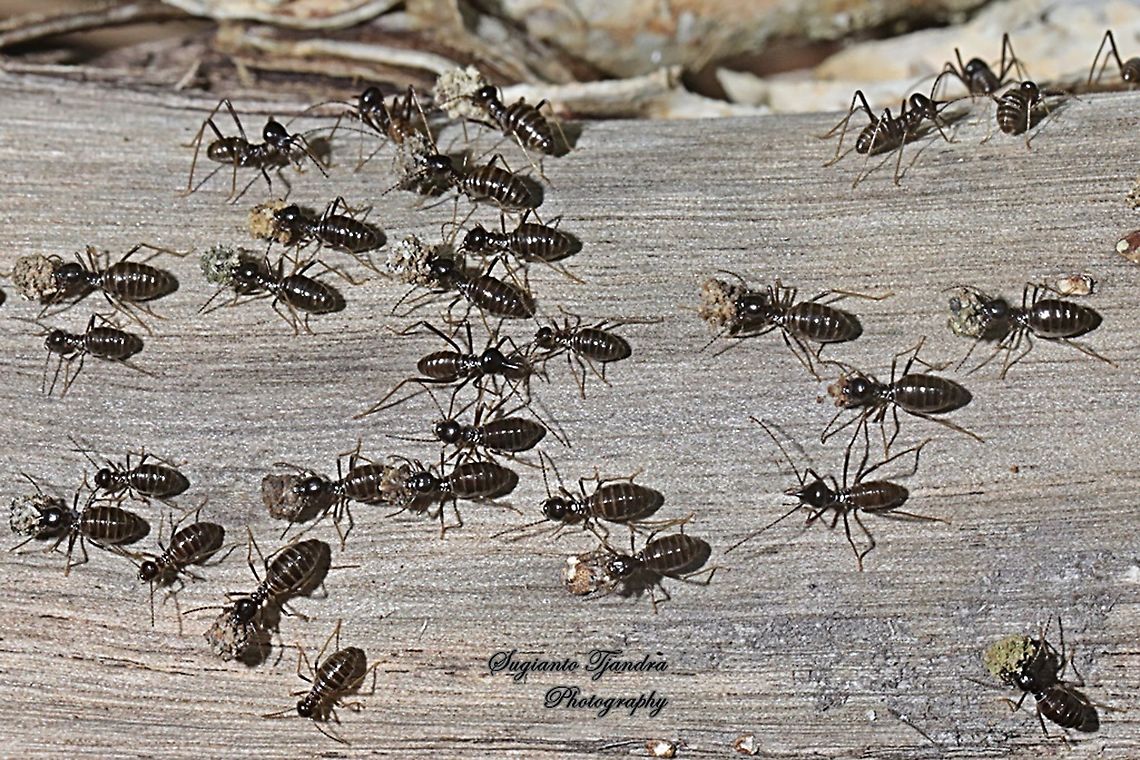 Rainforest Termites, Termitidae  Geotagged,Indonesia,Spring