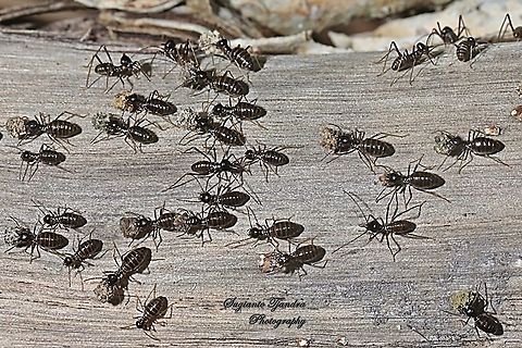 Rainforest Termites, Termitidae  Geotagged,Indonesia,Spring