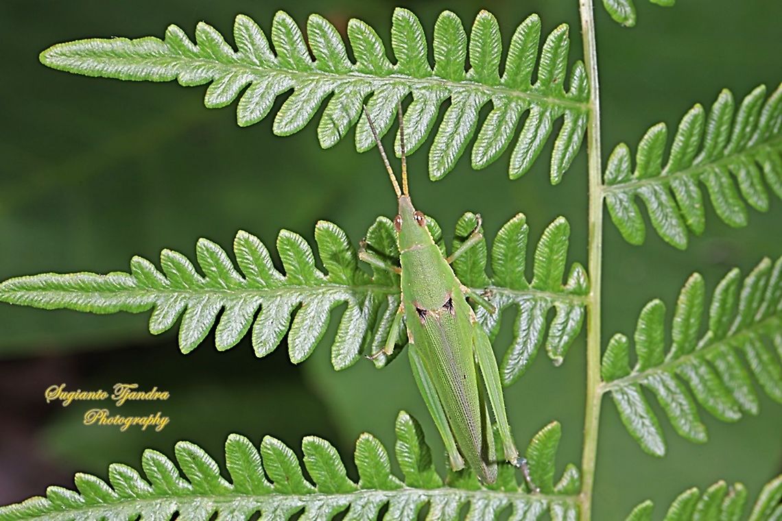 Grasshopper, Atractomorpha, family Pyrgomorphidae  Geotagged,Indonesia,Spring