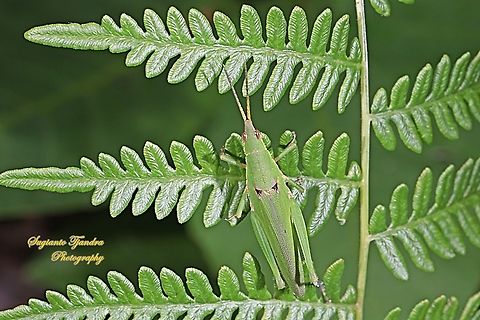 Grasshopper, Atractomorpha, family Pyrgomorphidae  Geotagged,Indonesia,Spring