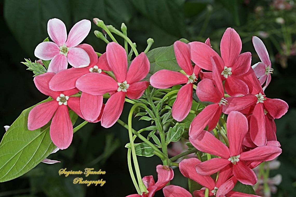 Rangoon Creeper flower, Combretum indicum  Chinese honeysuckle,Combretum indicum,Geotagged,Indonesia,Winter