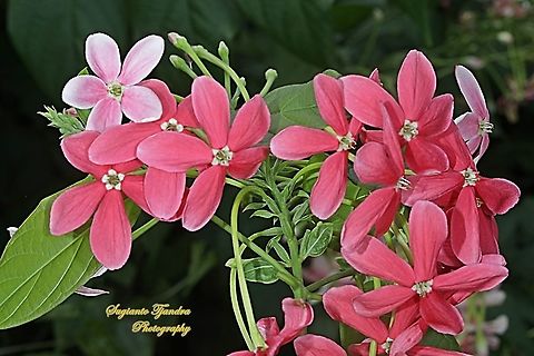 Rangoon Creeper flower, Combretum indicum  Chinese honeysuckle,Combretum indicum,Geotagged,Indonesia,Winter