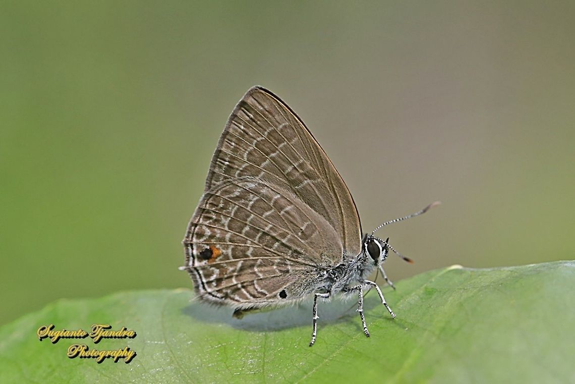 Common Ciliate Blue, Anthene emolus ssp goberus  Anthene emolus,Ciliate blue,Geotagged,Indonesia,Spring