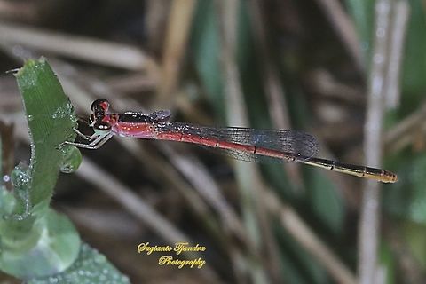 Damselfly, Agriocnemis femina, female  Agriocnemis femina,Geotagged,Indonesia,Spring,Variable wisp