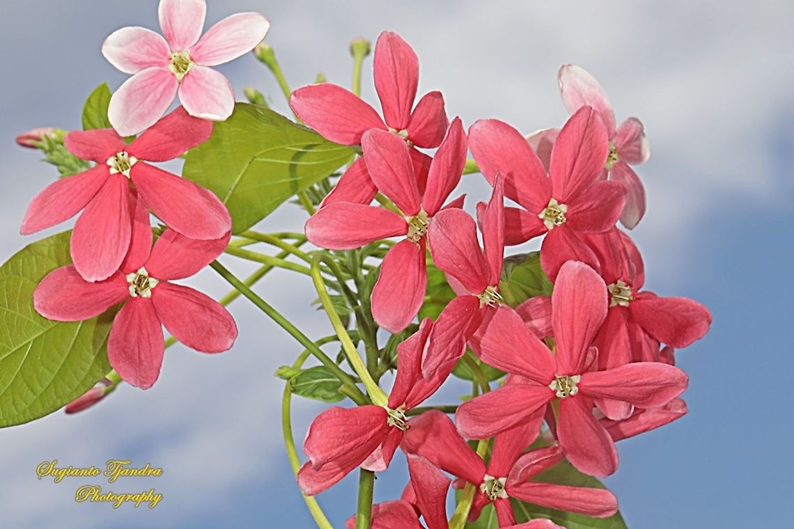 Rangoon Creeper flower, Combretum indicum  Chinese honeysuckle,Combretum indicum,Geotagged,Indonesia,Winter