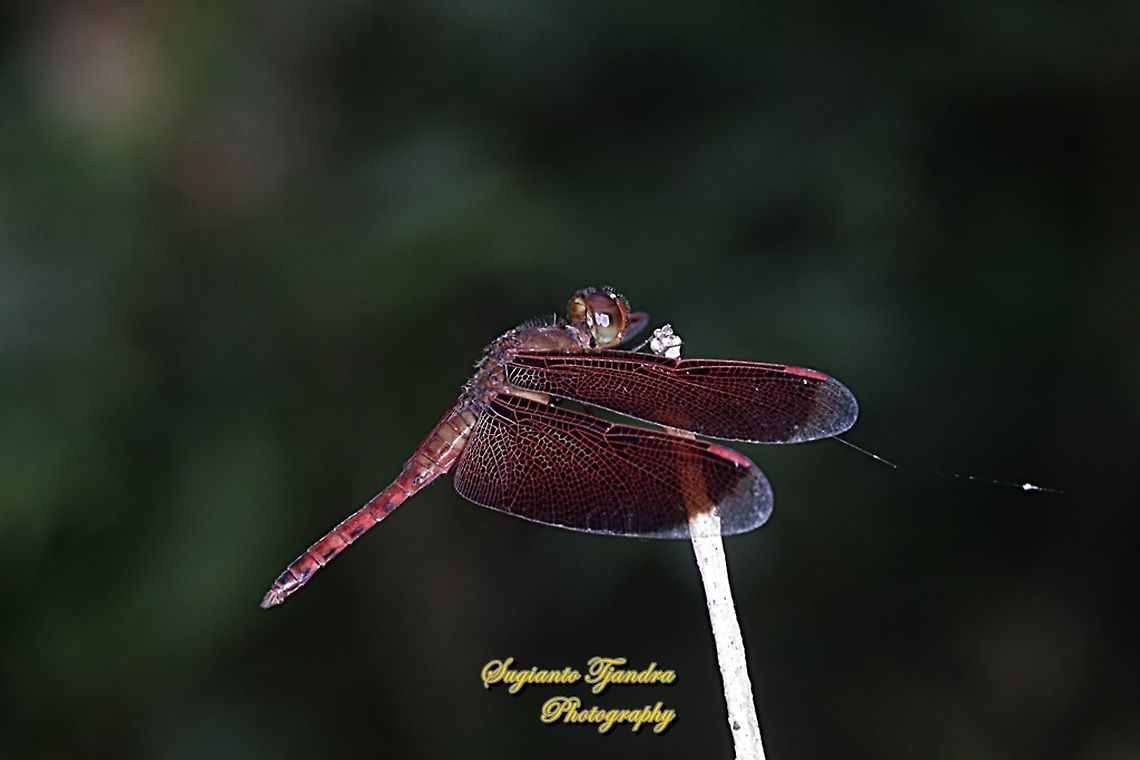 Red Grasshawk Dragonfly, Neurothemis fluctuans  Geotagged,Indonesia,Neurothemis fluctuans,Red Grasshawk,Spring