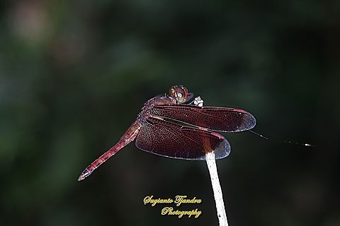 Red Grasshawk Dragonfly, Neurothemis fluctuans  Geotagged,Indonesia,Neurothemis fluctuans,Red Grasshawk,Spring
