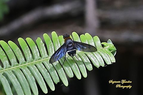 Ligyra bee fly (Ligyra tantalus), Bombyliidae  Geotagged,Indonesia,Ligyra tantalus,Spring