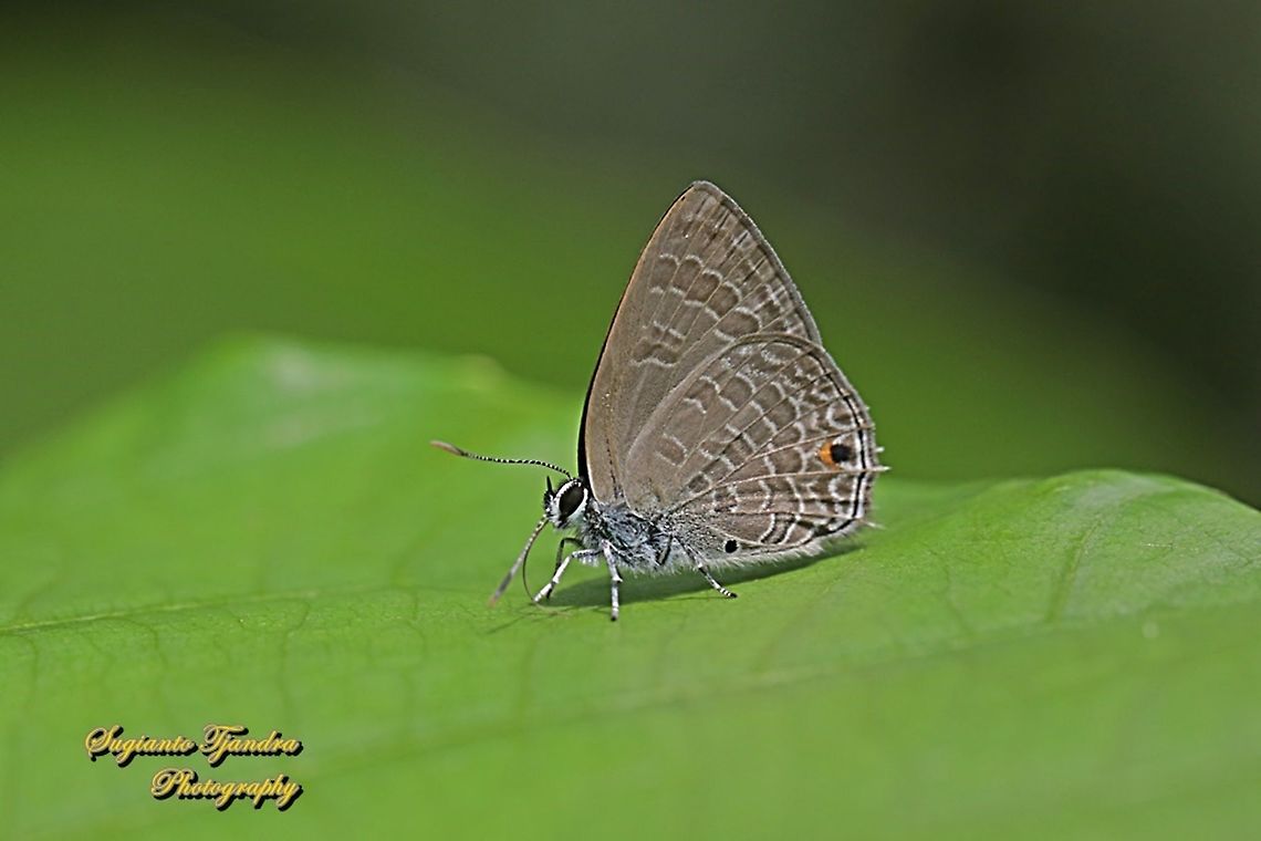 Common Ciliate Blue, Anthene emolus ssp goberus  Anthene emolus,Ciliate blue,Geotagged,Indonesia,Spring