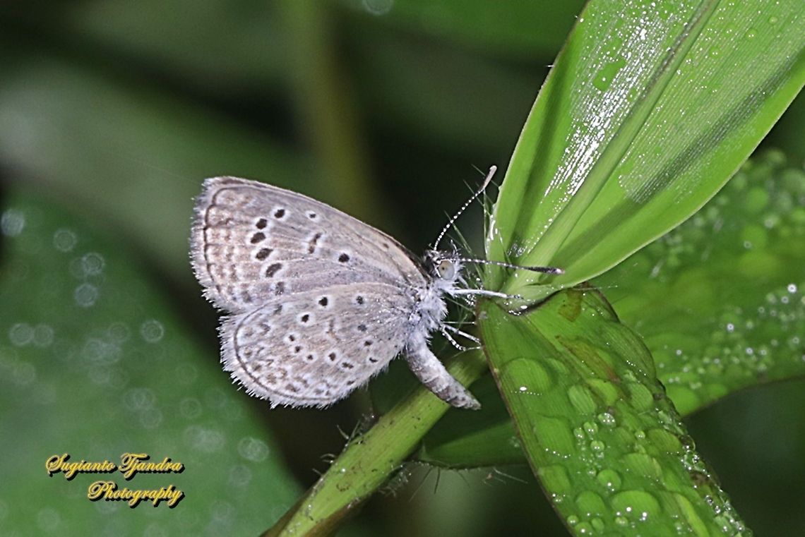 Lesser Grass Blue, Zizina otis Ssp annetta  Geotagged,Indonesia,Lesser grass blue,Spring,Zizina otis