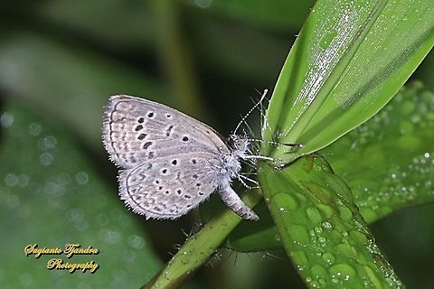Lesser Grass Blue, Zizina otis Ssp annetta  Geotagged,Indonesia,Lesser grass blue,Spring,Zizina otis