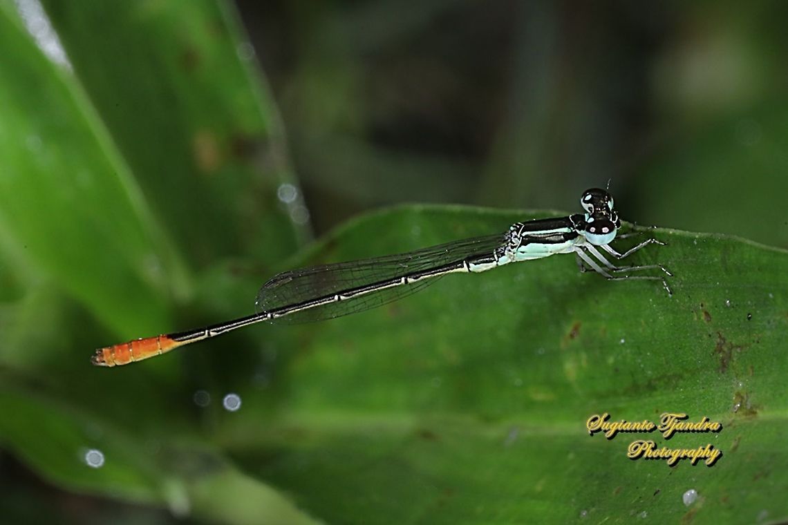 Damselfly, Agriocnemis femina, male  Agriocnemis femina,Geotagged,Indonesia,Spring,Variable wisp