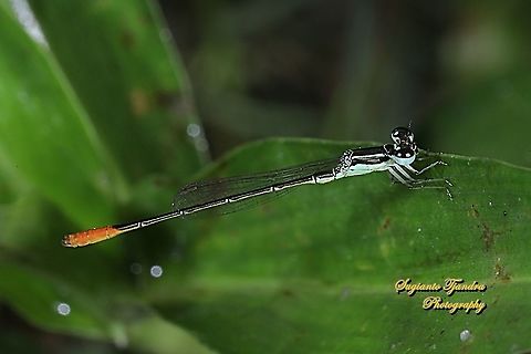 Damselfly, Agriocnemis femina, male  Agriocnemis femina,Geotagged,Indonesia,Spring,Variable wisp