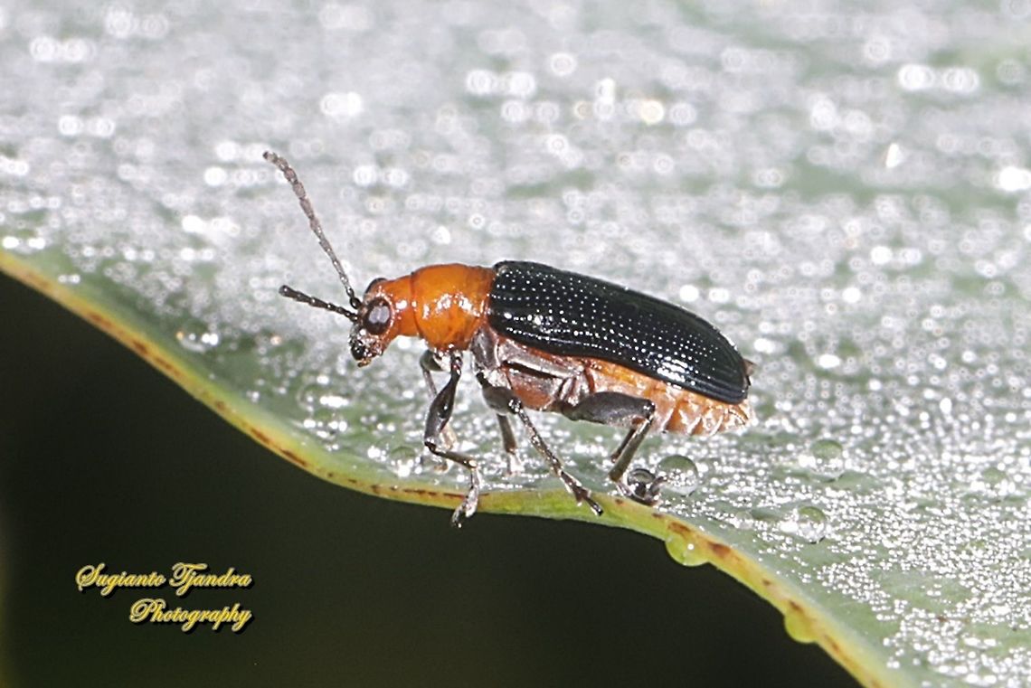 Bicolor Leaf beetle, Chrysomelidae Sp  Geotagged,Indonesia,Spring