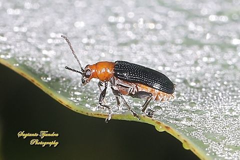 Bicolor Leaf beetle, Chrysomelidae Sp  Geotagged,Indonesia,Spring