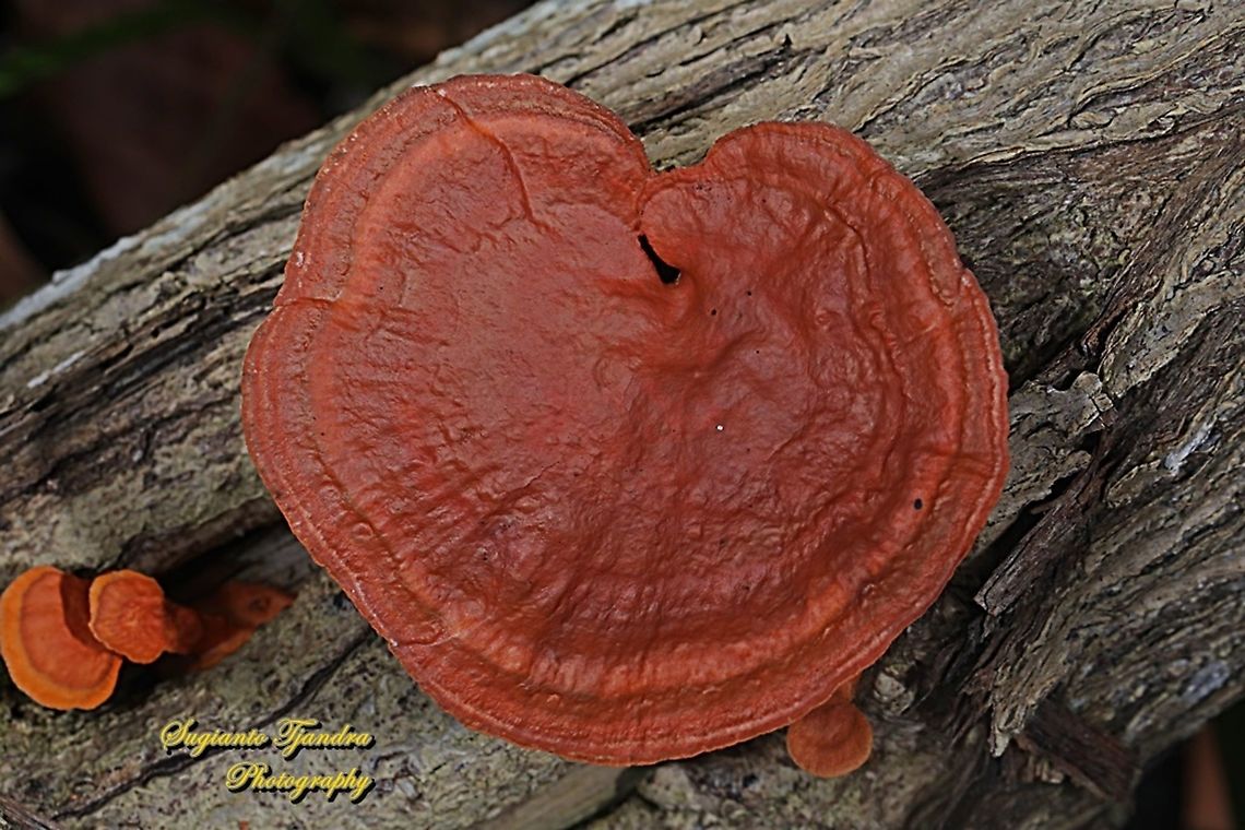 Reishi mushroom, Ganoderma lingzhi  Ganoderma lingzhi,Geotagged,Indonesia,Lingzhi,Spring