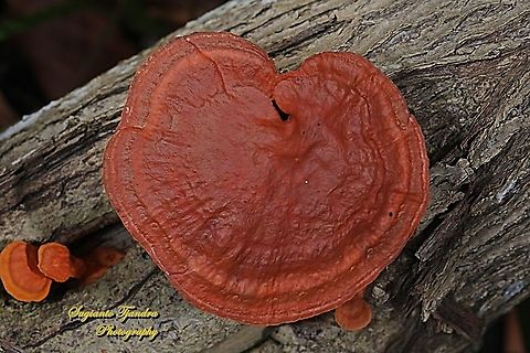 Reishi mushroom, Ganoderma lingzhi  Ganoderma lingzhi,Geotagged,Indonesia,Lingzhi,Spring